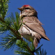 femmina ssp. cabaret, luglio