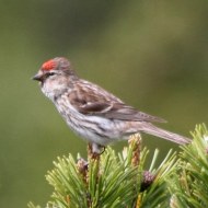 femmina ssp. cabaret, giugno