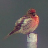 maschio ssp. cabaret in abito riproduttivo, luglio