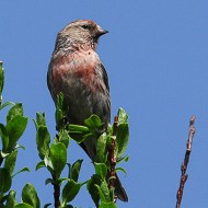 maschio ssp. cabaret in abito riproduttivo, giugno