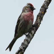 maschio ssp. cabaret in abito riproduttivo, maggio