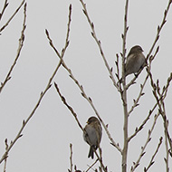 individui ssp. cabaret in abito invernale (a ds) con cardellino (sotto) e organetto (a sn), Lido di Venezia, 30.12.2017