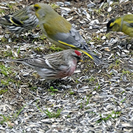 individui ssp. cabaret con verdone e lucherini, Spiazzi (VR), 10.03.2018