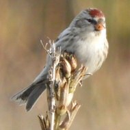 femmina(?) ssp. flammea, Lido di Venezia (VE), 28.11.2017