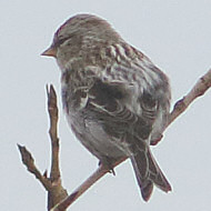 1cy(?) ssp. flammea, Lido di Venezia (VE), 30.12.2017