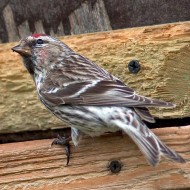 maschio 2cy (1a estate) ssp. flammea, giugno