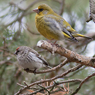 femmina ssp. flammea con verdone, giugno