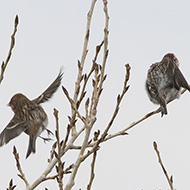 organetto ssp. flammea (a ds) con organetto ssp. cabaret, Lido di Venezia (VE), 30.12.2017