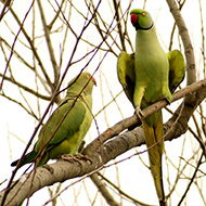 coppia (maschio a ds), Lago del Frassino (VR), 23.03.2013