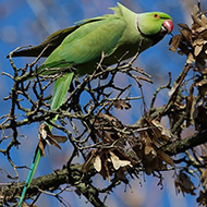 maschio, Lido Ronchi (VR), 1.03.2017