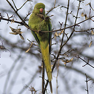 maschio, Lido Ronchi (VR), 14.01.2008
