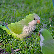 adulto, Pastrengo (VR), 9.03.2007