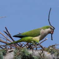 adulto, Villa Bartolomea (VR), 21.06.2014