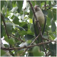 adulto, Maserada sul Piave (TV), 4.06.2016