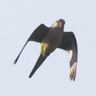 Pastrengo (VR), 23.01.2016