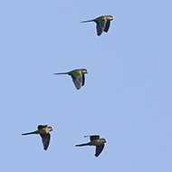 Pastrengo (VR), 23.01.2016