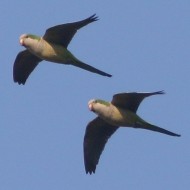 Pastrengo (VR), 23.01.2016