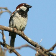 maschio, Venezia, 23.06.2007