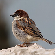 maschio, Lido Campanello (VR), 4.4.2010