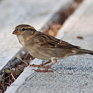 femmina, Peschiera del Garda (VR), 30.09.2009