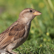 giovane, Peschiera del Garda (VR), 18.07.2011