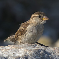 pullo, Peschiera del Garda (VR), 12.08.2007