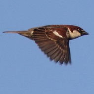 maschio, Favaro Veneto (VE), 16.05.2016