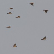 gruppo, Vallesina (VE), 31.08.2011