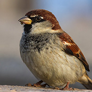 maschio con piumaggio abraso, Peschiera del Garda (VR), 18.11.2012