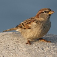 maschio con piumaggio abraso, Sottomarina (VE), 9.11.2013