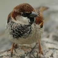maschio con piumaggio abraso, luglio