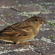 femmina, Peschiera del Garda (VR), 18.11.2012