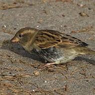 femmina con piumaggio abraso, Peschiera del Garda (VR), 18.11.2012