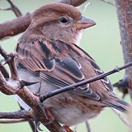 femmina 1cy?, Verona, 12.11.2014