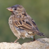 pullo, Peschiera del Garda (VR), 30.09.2012