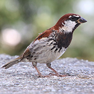 maschio, Venezia, 4.08.2018