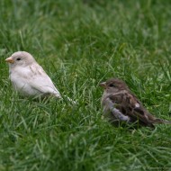 femmina con individuo leucistico, settembre