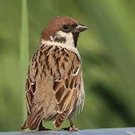 adulto, Legnago (VR), 2.06.2019