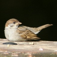 giovane, Noale (VE), 23.06.2007
