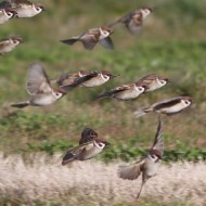 gruppo, Mestre (VE), 21.03.2013