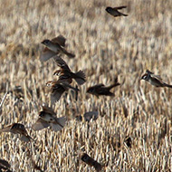 gruppo, Vigasio (VR), 4.01.2018