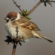 adulto, Mestre (VE), 13.02.2008