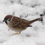 adulto, Favaro Veneto (VE), 1.01.2009