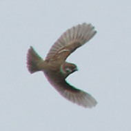 adulto con peppola e cardellini, Mestre (VE), 8.11.2017