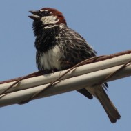 maschio, Boccasette - Delta del Po (RO), 21.06.2014