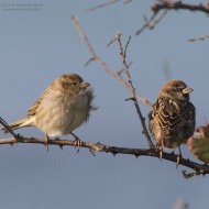 coppia, del Po (RO), 6.02.2016