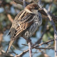 maschio, Delta del Po (RO), 6.02.2016