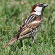 maschio, Delta del Po (RO), 9.06.2007