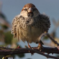 maschio, Delta del Po (RO), 6.02.2016