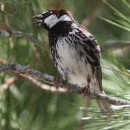 maschio, Delta del Po (RO), 19.07.2014